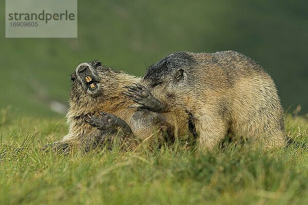 Murmeltiere (Marmota marmota) in den Alpen  Paarung  Nationalpark Hohe Tauern  Österreich  Europa