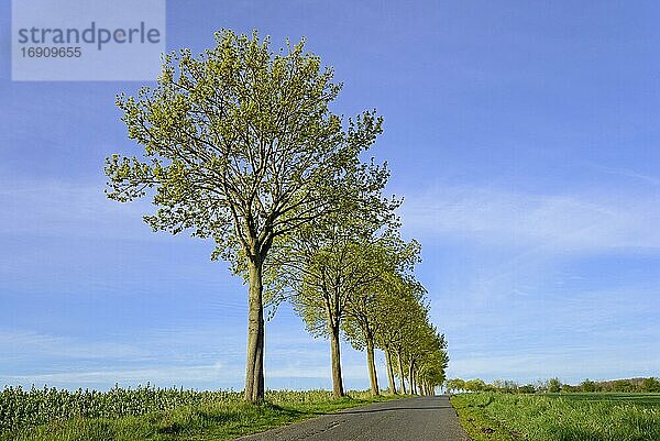 Ahorn (Acer)  Baumreihe mit Blattaustrieb an einer Landstraße  Nordrhein-Westfalen  Deutschland  Europa