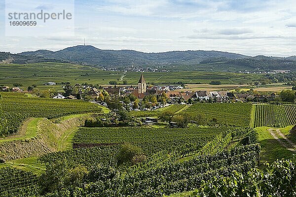 Burkheim  Vogtsburg  Kaiserstuhl  Baden-Württemberg  Deutschland  Europa