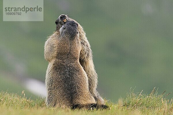 Murmeltiere (Marmota marmota) in den Alpen  Streit  Nationalpark Hohe Tauern  Österreich  Europa
