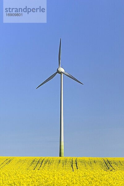 Windkraftwerk an einem blühenden Rapsfeld (Brassica napus)  blauer Himmel  Nordrhein-Westfalen  Deutschland  Europa