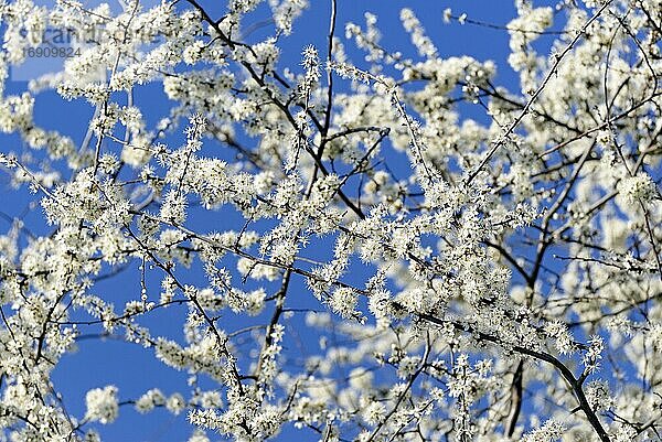 Schlehdorn (Prunus spinosa)  Zweige mit weißen Blüten vor blauem Himmel  Nordrhein-Westfalen  Deutschland  Europa