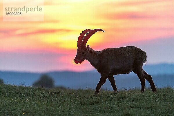 Alpensteinbock (Capra ibex)  im Sonnenuntergang  Creux du Van  Neuenburg  Schweiz  Europa