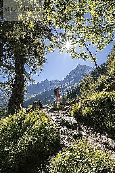 Wanderin auf Wanderweg durch den Wald zur La Jonction  hinten Gipfel des Aiguille du Midi  Chamonix  Haute-Savoie  Frankreich  Europa