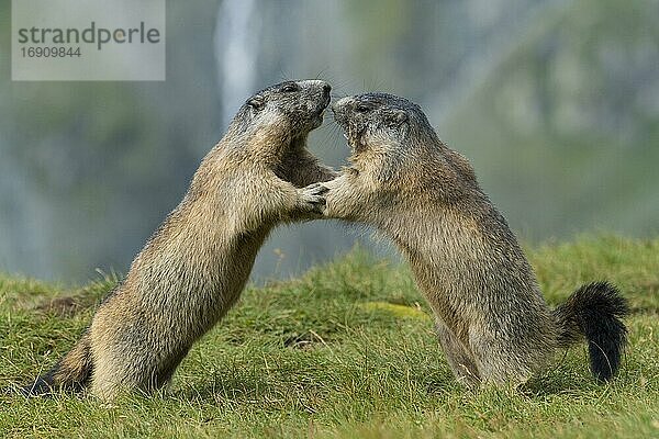 Murmeltiere (Marmota marmota) in den Alpen  Kampf  Spiel  Porträt  Nationalpark Hohe Tauern  Österreich  Europa