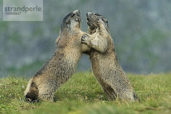 Murmeltiere (Marmota marmota) in den Alpen  Kampf  Spiel  Porträt  Nationalpark Hohe Tauern  Österreich  Europa