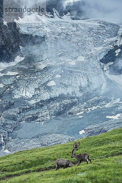 Alpensteinböcke (Capra ibex) vor dem Gletschereis der Pasterze  Steinbock  Berg  Alpen  Nationalpark Hohe Tauern  Österreich  Europa
