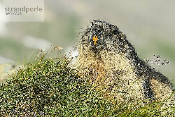 Murmeltier (Marmota marmota) in den Alpen  Porträt  Nationalpark Hohe Tauern  Österreich  Europa