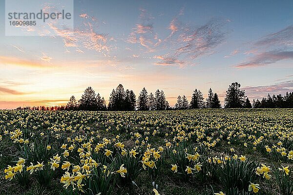 Wiese mit blühenden Osterglocken (Narcissus)  bei Sonnenuntergang  Schweizer Jura  Kanton Neuenburg  Schweiz  Europa