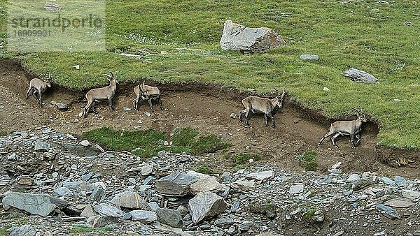 Alpensteinbock (Capra ibex) scheuert sein Fell  Steinbock  Berg  Alpen  Nationalpark Hohe Tauern  Österreich  Europa