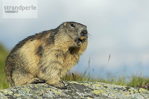 Murmeltier (Marmota marmota) in den Alpen  Warnruf  pfeift  Nationalpark Hohe Tauern  Österreich  Europa