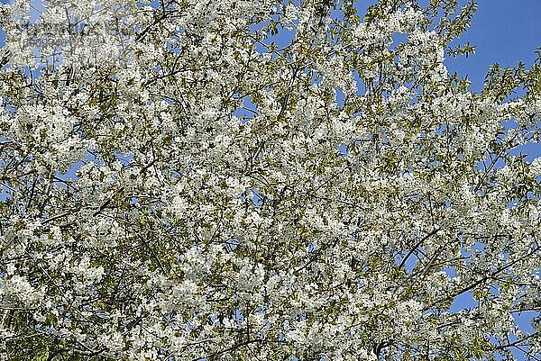 Kirschbaum (Prunus)  Baumkrone mit weißen Blüten  blauer Himmel  Nordrhein-Westfalen  Deutschland  Europa