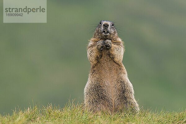 Murmeltiere (Marmota marmota) in den Alpen  Nationalpark Hohe Tauern  Österreich  Europa