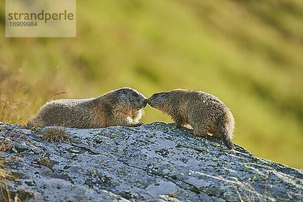 Alpenmurmeltier (Marmota marmota)  Mutter mit Jungtier  küssend  Großglockner  Nationalpark Hohe Tauern  Österreich  Europa