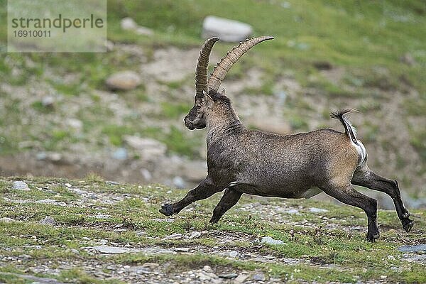Flüchtender Alpensteinbock (Capra ibex)  Steinbock  Berg  Alpen  Nationalpark Hohe Tauern  Österreich  Europa