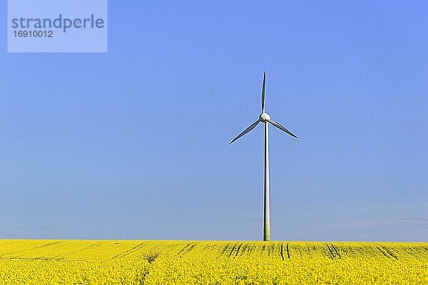 Windkraftwerk an einem blühenden Rapsfeld (Brassica napus)  blauer Himmel  Nordrhein-Westfalen  Deutschland  Europa