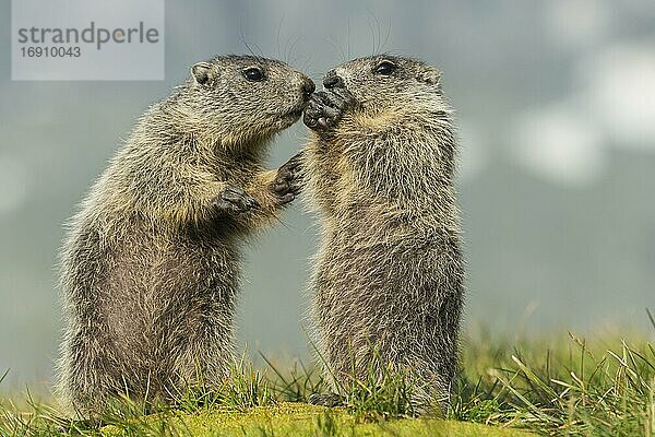 Junge Murmeltiere (Marmota marmota) in den Alpen  Nationalpark Hohe Tauern  Österreich  Europa