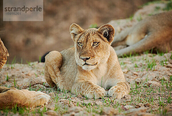 Loewe (Panthera leo) Jungtier  South Luangwa Nationalpark  Mfuwe  Sambia  Afrika |lion cub (Panthera leo)  South Luangwa National Park  Mfuwe  Zambia  Africa|