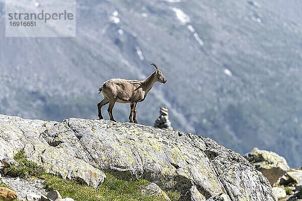 Alpensteinbock (Capra ibex) auf Felsen  Mont-Blanc-Massiv  Chamonix  Frankreich  Europa