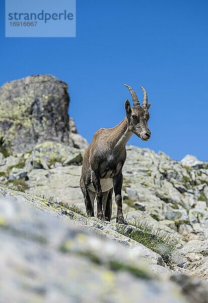 Alpensteinbock (Capra ibex) auf Felsen  blickt nach unten  Mont-Blanc-Massiv  Chamonix  Frankreich  Europa