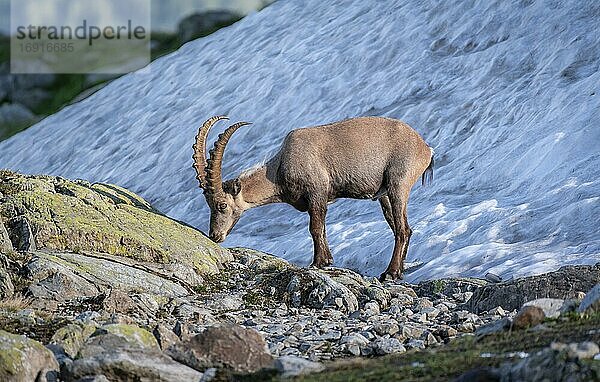 Alpensteinbock (Capra ibex) vor Schneefeld  Mont-Blanc-Massiv  Chamonix  Frankreich  Europa
