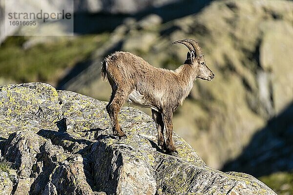 Alpensteinbock (Capra ibex) steht auf Fels  Mont-Blanc-Massiv  Chamonix  Frankreich  Europa