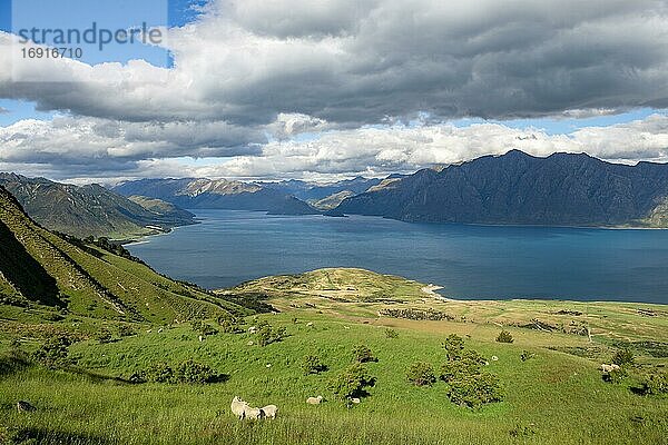 Schafe auf einer Wiese  Ausblick auf Lake Hawea und Berge  Wanderweg zum Isthmus Peak  Wanaka  Otago  Südinsel  Neuseeland  Ozeanien