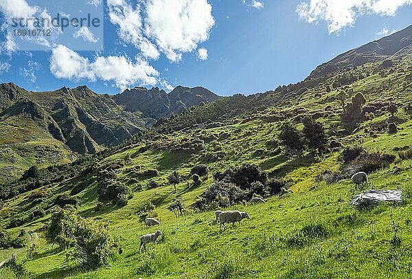 Schafe auf einer Wiese  Wanderweg zum Isthmus Peak  Wanaka  Otago  Südinsel  Neuseeland  Ozeanien