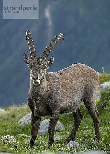 Alpensteinbock (Capra ibex)  Blick in die Kamera  Mont-Blanc-Massiv  Chamonix  Frankreich  Europa