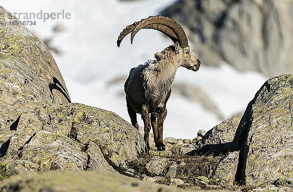 Alpensteinbock (Capra ibex) steht auf Fels  Mont-Blanc-Massiv  Chamonix  Frankreich  Europa