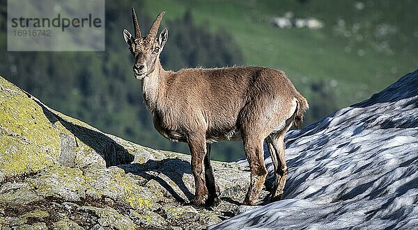 Alpensteinbock (Capra ibex)  Mont-Blanc-Massiv  Chamonix  Frankreich  Europa