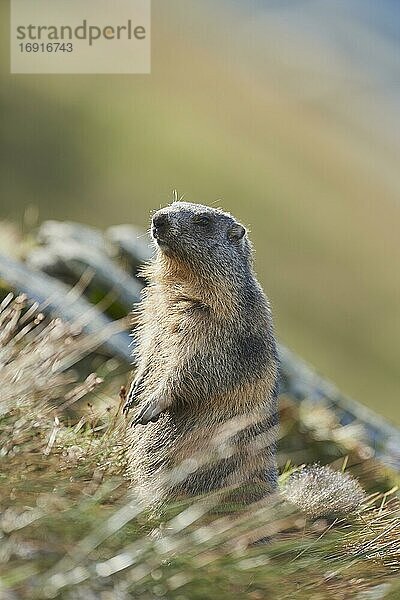 Alpenmurmeltier (Marmota marmota)  achtsam  Großglockner  Nationalpark Hohe Tauern  Österreich  Europa