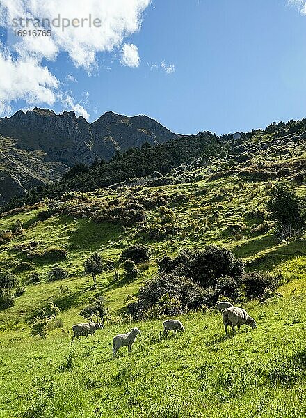 Schafe auf einer Wiese  Wanderweg zum Isthmus Peak  Wanaka  Otago  Südinsel  Neuseeland  Ozeanien