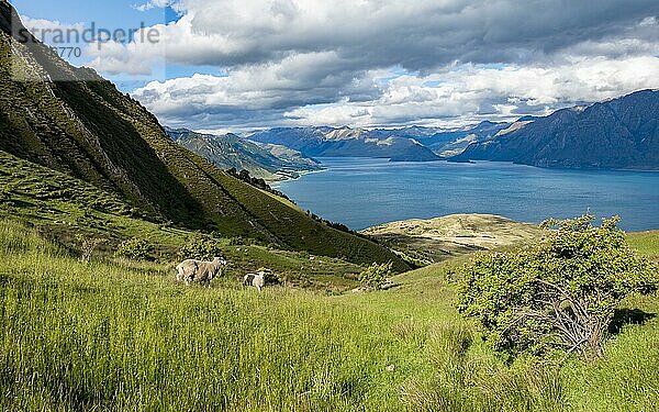 Schafe auf einer Wiese  Ausblick auf Lake Hawea und Berge  Wanderweg zum Isthmus Peak  Wanaka  Otago  Südinsel  Neuseeland  Ozeanien