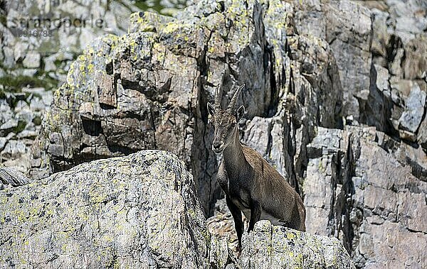 Alpensteinbock (Capra ibex) getarnt im Fels  Mont-Blanc-Massiv  Chamonix  Frankreich  Europa