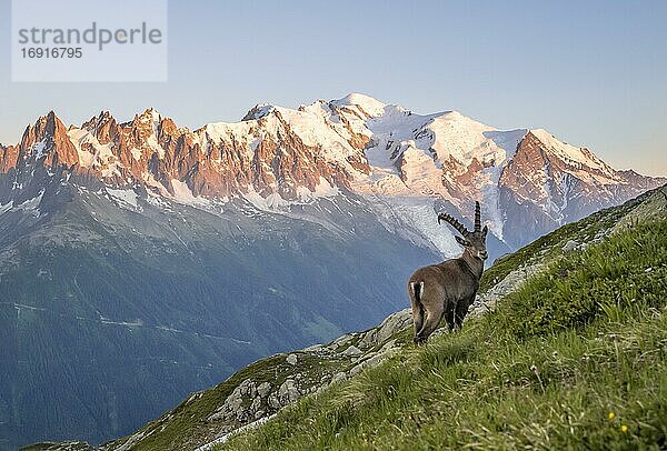 Alpensteinbock (Capra ibex) am Berghang  hinten Bergkette Grandes Jorasses und Mont Blanc im Abendlicht  Mont-Blanc-Massiv  Chamonix  Frankreich  Europa