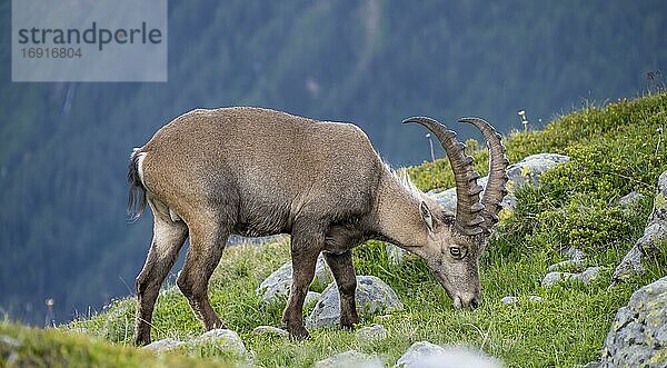 Alpensteinbock (Capra ibex)  grasend  Mont-Blanc-Massiv  Chamonix  Frankreich  Europa
