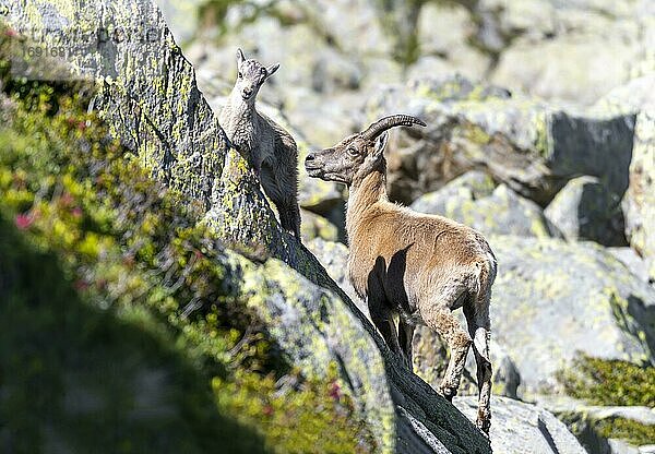 Zwei Alpensteinböcke (Capra ibex)  Muttertier mit Jungtier  auf Felsen  Mont-Blanc-Massiv  Chamonix  Frankreich  Europa