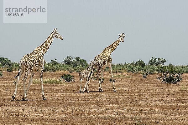 Westafrikanische Giraffen (Giraffa camelopardalis peralta)  Koure Giraffe Reserve  Niger  Afrika
