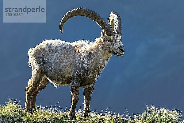 Alpensteinbock (Capra ibex)  Fellwechsel  Mont-Blanc-Massiv  Chamonix  Frankreich  Europa