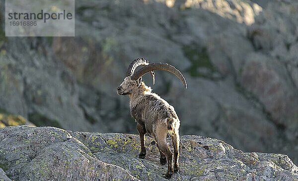 Alpensteinbock (Capra ibex) im Fellwechsel  steht auf Fels  Mont-Blanc-Massiv  Chamonix  Frankreich  Europa