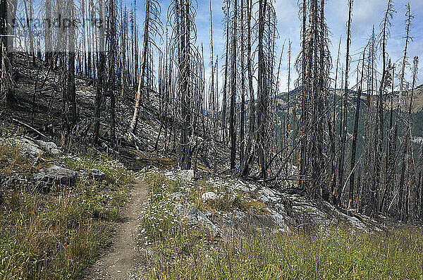 Durch Feuer beschädigte Bäume und Wälder entlang des Pacific Crest Trail