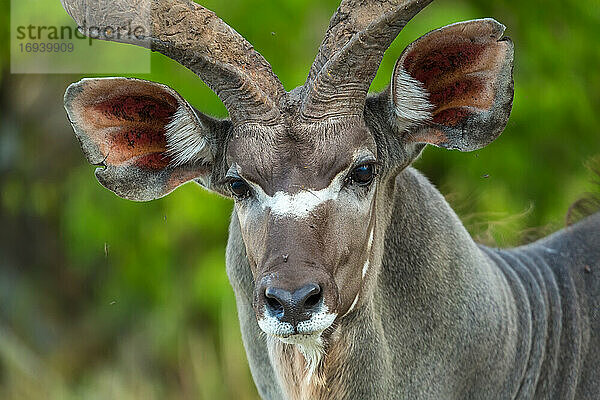Nahaufnahme eines Kudu  der in die Kamera schaut  Chobe National Park  Botswana.