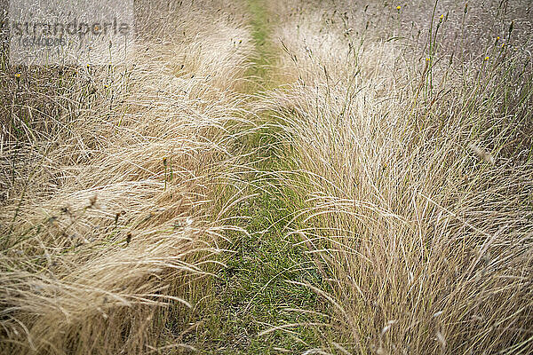 Fußweg durch ein Feld mit Wiesengräsern.