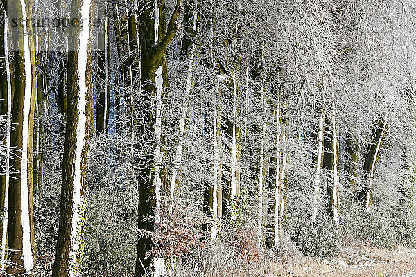 Mit Schnee und Frost bedeckter Wald  Gloucestershire  Großbritannien.