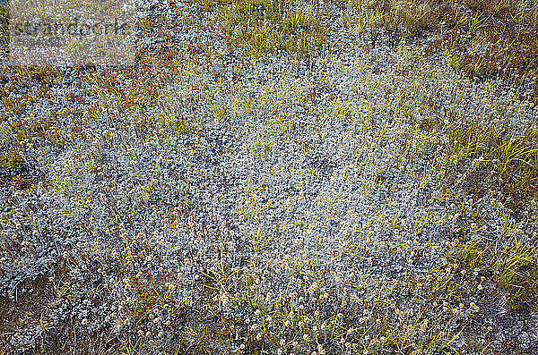Detail von Alpenblumen und Gräsern im Herbst auf dem Pacific Crest Trail