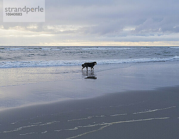 Hund an einem Strand am Wasser bei Ebbe.