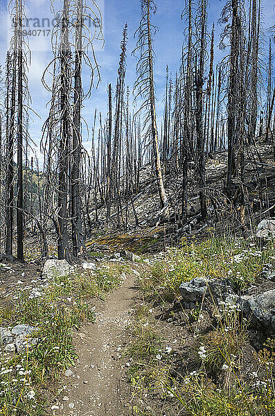 Durch Feuer beschädigte Bäume und Wälder entlang des Pacific Crest Trail