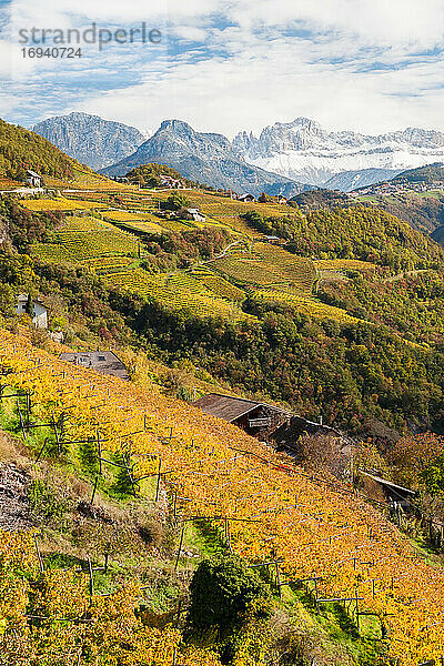 Weinberge bei Bozen  Die Dolomiten  Trentino-Südtirol  Italien