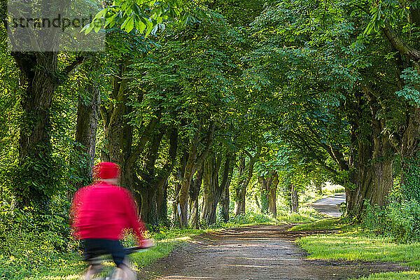 Rückansicht einer Person  die durch eine Allee von Rosskastanienbäumen radelt  Gloucestershire  Großbritannien.